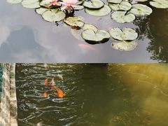 -碧江金楼