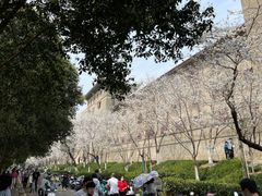 -武汉大学-樱园