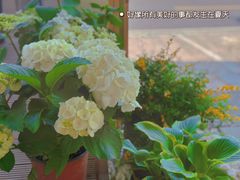 -壹笑茶庄