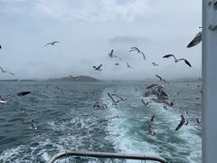 -海驴岛(荣成市)
