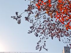 -秋霞圃