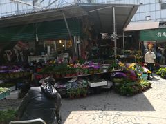 -曲阳花鸟市场(曲阳路店)