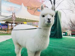 -萌宠亲子动物乐园(槐房万达店)