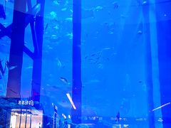-迪拜水族馆及水下动物园