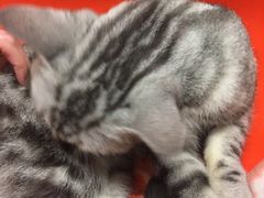 -猫咪博物馆(顶澳仔猫街店)