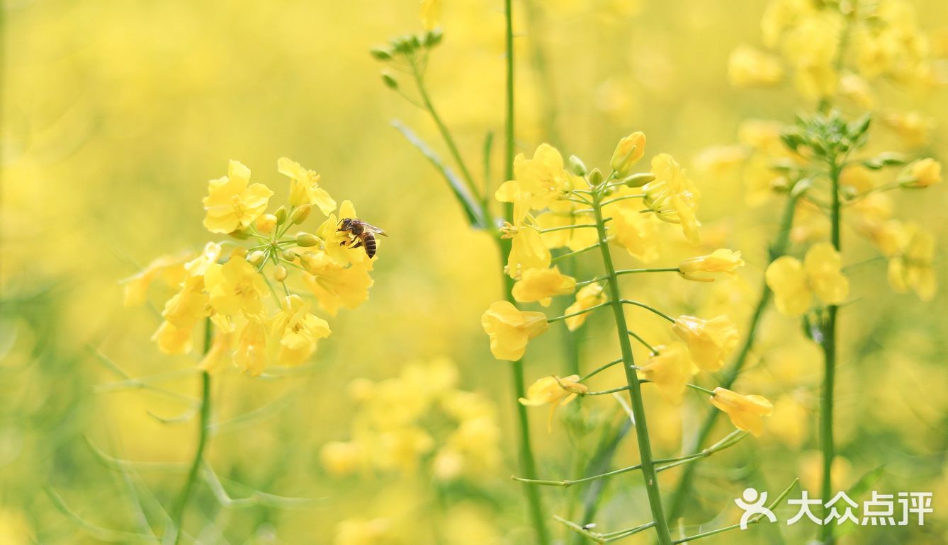 春光明媚，义乌何斯路成片的油菜花开啦