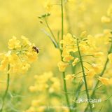 春光明媚，义乌何斯路成片的油菜花开啦