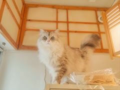 -Let's go狗咖·猫咖·奶狗·桌游(春熙路IFS店)