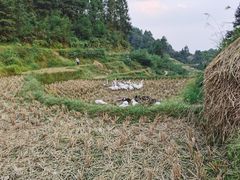 -紫鹊界梯田景区