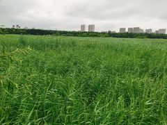 -哈尔滨大剧院
