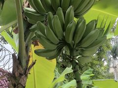 -云溪植物园