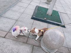 -宠福鑫康馨动物医院·骨科·眼科