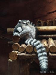 -Zoolung Zoolung动物主题公园(海信广场店)