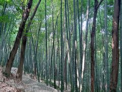 -上海佘山国家森林公园天马山园