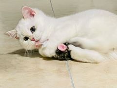 -猫十亿·布偶金渐层·曼基康矮脚猫舍(青年路店)