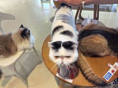 -藏猫猫咖啡主题馆(中央大道店)