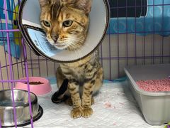 -喜多萌中农锦绣动物医院24H·猫科·牙科MRI·CT