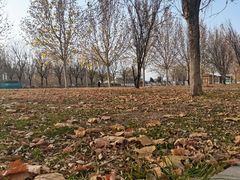 -武清南湖绿博园