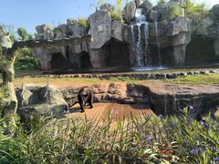 -海南热带野生动植物园