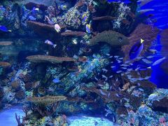 -上海海洋水族馆