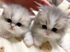 -十月米努特矮脚猫舍
