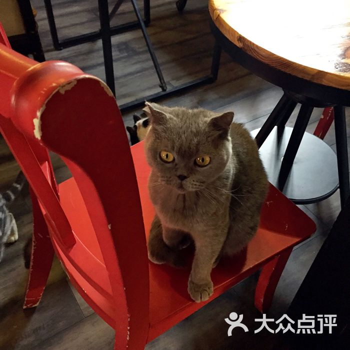 麒麟猫咪主题餐厅咖啡馆图片 