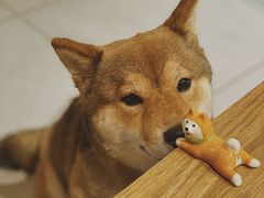-柴务处·柴犬主题狗咖