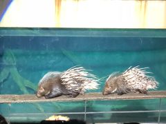 -清迈夜间动物园