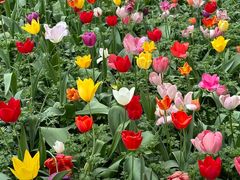 -洛阳郁金香牡丹园