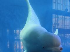 -泉城欧乐堡海洋极地世界