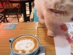 -猫色咖啡·猫咖