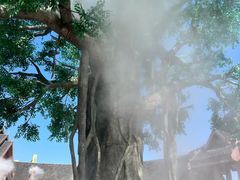 -西双版纳傣族园