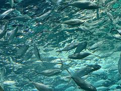 -上海海洋水族馆