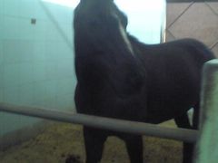 -松声马术俱乐部