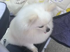 -宠颐生猫科·内科皮肤科(西平世纪城店)