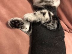 -袖虎·猫馆(体育西路店)