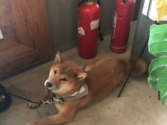-the rug 飞毯 (朝阳公园店)