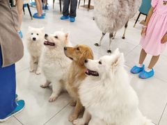 -安格丽娜·狗咖·猫咖羊驼咖(春熙路百盛商场店)