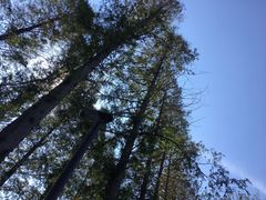 -黄海国家森林公园