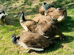 -北京野生动物园