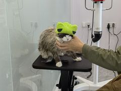 -爱洗澡的猫(望京店)