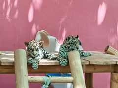 -北京野生动物园