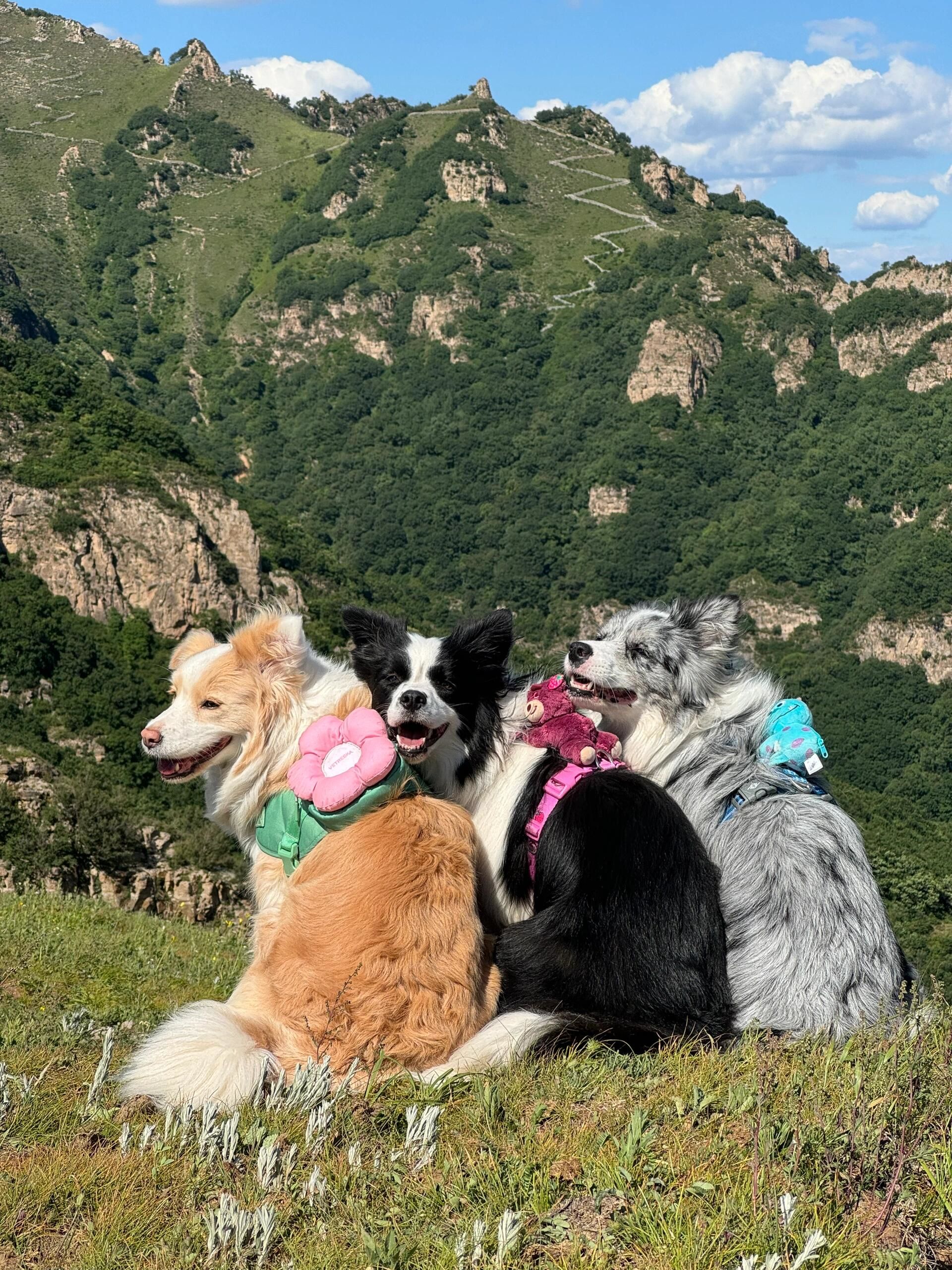 呜呜,这下子上天喽