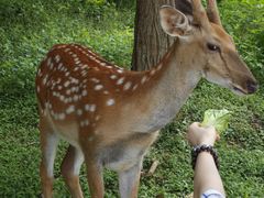 -大连森林动物园
