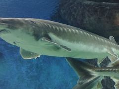 -多彩贵州城极地海洋世界