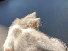 -欣宠猫屋·矮脚拿破仑·蓝金金渐层