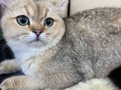 -美联众合动物医院·24h京西诊疗中心