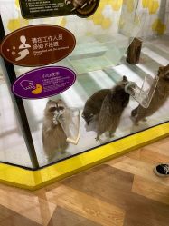 -七巧国萌宠乐园(龙湖天街店)