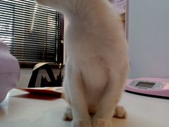 -御宝贝·A梦猫科宠物医院(国际猫友好医院)