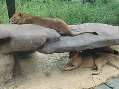 -北京野生动物园